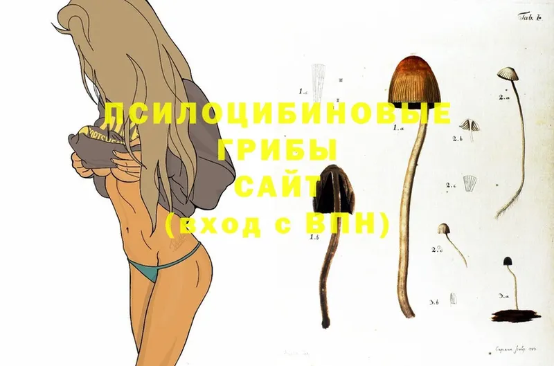 Галлюциногенные грибы Psilocybine cubensis  Грязовец 